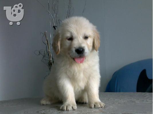 PoulaTo: Kαλή τιμή!!!.Πουλάω όμορφα κουτάβια ράτσα GOLDEN RETRIEVER- Γκολντεν Ριτριβερ-250 euro